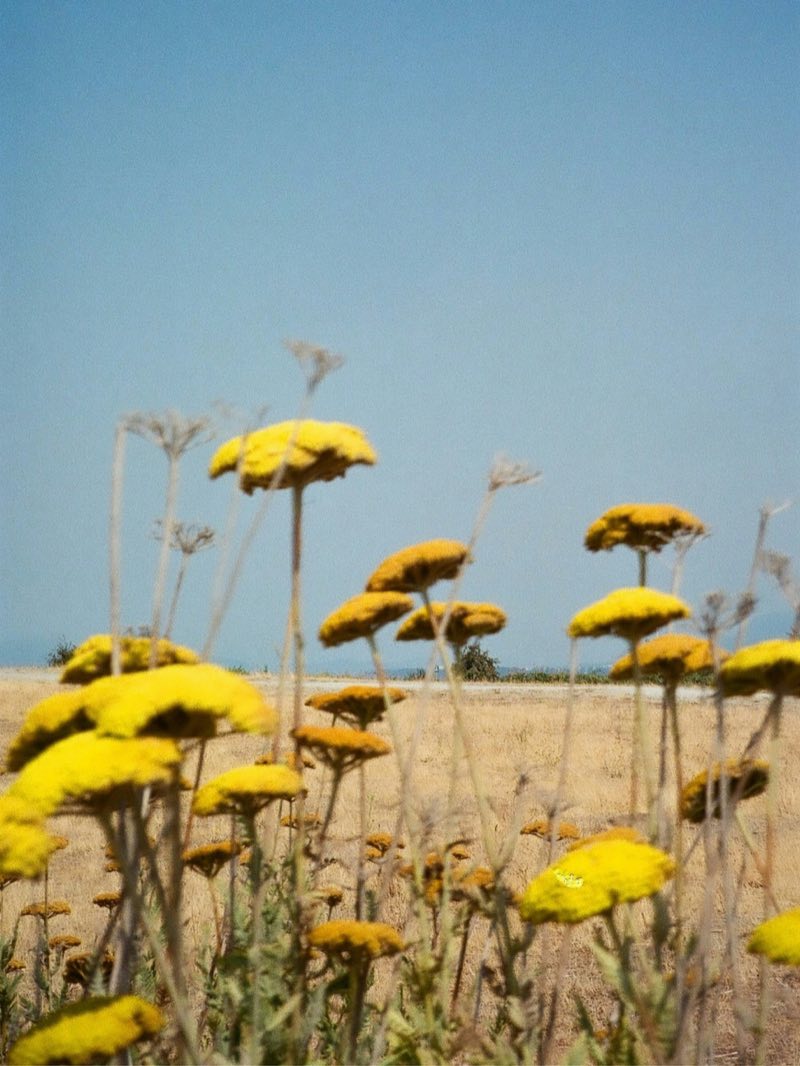 yellow yarrow against a pale summer sky